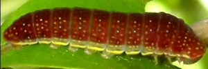 Larvae